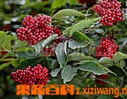 接骨木是什么（接骨木是什么颜色）
