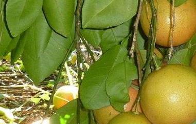 台湾文旦柚的功效与作用 文旦柚的营养