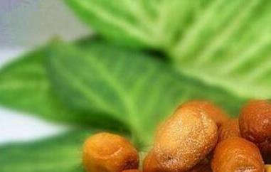 沙枣怎么泡水 沙枣怎么泡水喝好