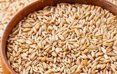 燕麦的功效与作用 燕麦的功效与作用与主治功能