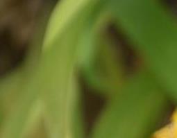 德国鸢尾的翻盆和种植方法教程（德国鸢尾盆栽养殖方法）