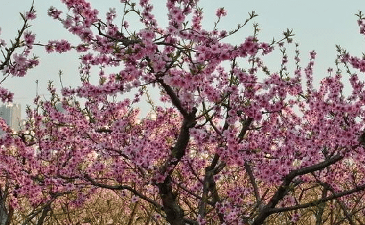 院里种桃树的风水含义是什么，如何在院子里种桃树