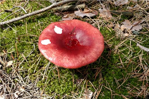 亚稀褶红菇是什么东西 亚稀褶红菇和稀褶红菇的区别
