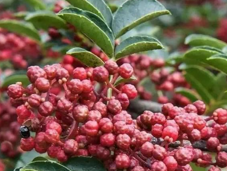 花椒苗繁殖方法，花椒怎么高产种植（花椒的种植与管理技术花椒苗）