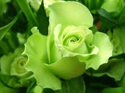 绿色玫瑰的花语是什么，有什么寓意（绿色玫瑰花什么寓意?）