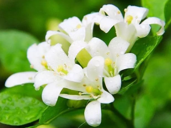 夜来香花香有毒吗，如何进行栽培（盆栽花夜来香有毒吗）