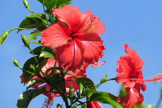 扶桑花管理方法，怎么修剪施肥好（扶桑花怎样施肥）