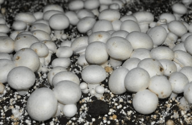 双孢菇冬季如何管理 种植方法是什么