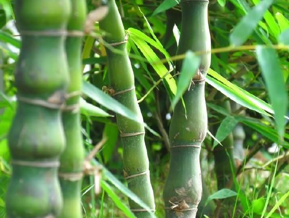 值钱的竹子有什么，名贵竹子排名（最贵的竹子是什么竹子）