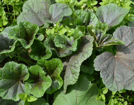 冬寒菜的种植时间注意事项 冬寒菜怎么施肥好