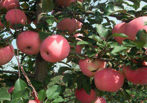 什么是苹果春梢停长，如何判断苹果春梢是否停长