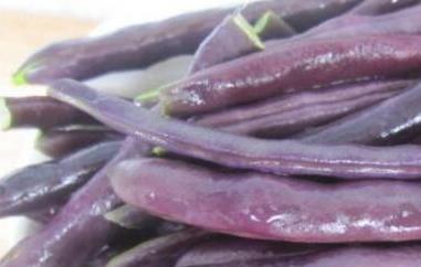 熟的紫芸豆怎么吃（熟的紫芸豆怎么吃好）