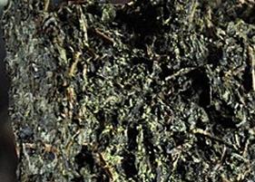 喝黑茶的注意事项 喝黑茶的禁忌症