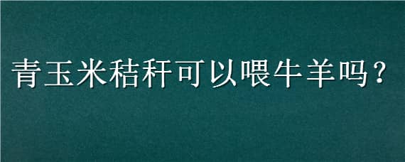 青玉米秸秆可以喂牛羊吗（青玉米能不能喂牛）