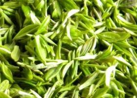 毛尖绿茶营养和功效（喝毛尖绿茶的功效与作用）