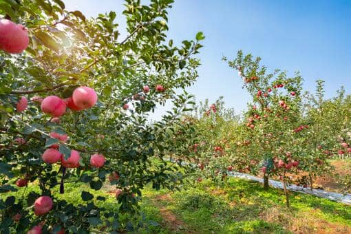 苹果树传播种子的方法