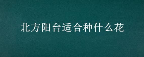 北方阳台适合种什么花 北方阳台适合种什么花呢