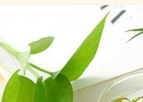 淡竹叶茶的功效与作用 淡竹叶茶的功效与作用及禁忌症