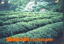 桂平西山茶 桂平西山茶特级品质特征