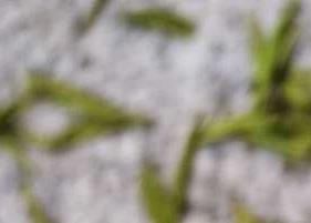 君山银针 君山银针茶的特点和功效