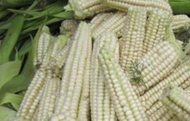 糯玉米的功效与作用 糯玉米的功效与作用及营养价值