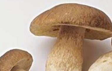 白牛肝菌的功效与作用 白牛肝菌的功效与作用图片