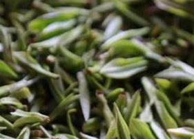 黄芽茶怎么泡（黄芽茶怎么泡最好喝）