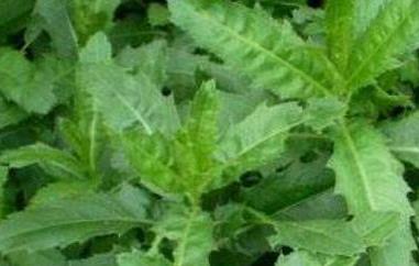 大刺儿菜的功效与作用（大刺刺菜的功效与作用）