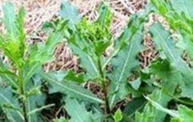 刺儿菜的功效与作用（刺儿菜的功效与作用及禁忌）