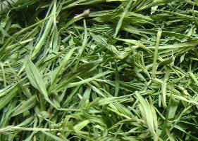 竹叶青茶历史和产地 竹叶青茶历史和产地是哪里