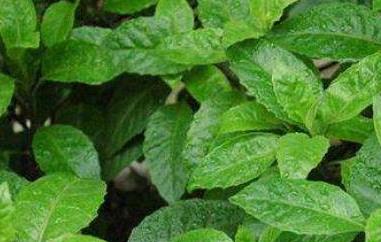 白子菜可以生吃吗 白子菜可以生吃吗有毒吗