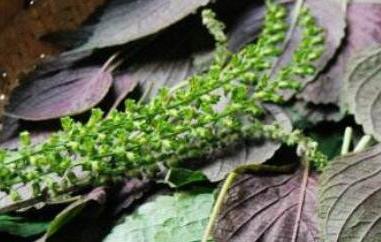 新鲜紫苏叶怎么吃（新鲜紫苏叶怎么吃?）