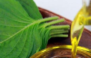 紫苏籽油的功效与作用（紫苏籽油的功效与作用及食用方法）
