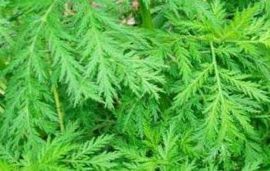 青蒿的功效与作用 青蒿的功效与作用的功能与主治