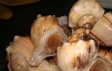 角螺和海螺的区别 角螺和海螺的区别是什么