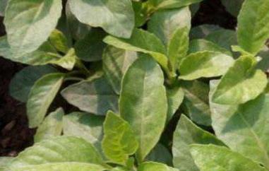 白子菜的功效与作用（白子菜的功效与作用图片 食用方法）