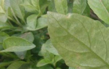 白子菜的功效与作用 白子菜的功效与作用禁忌