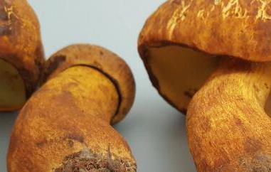 黄牛肝菌的功效与作用 黄牛肝菌的功效与作用及食用方法