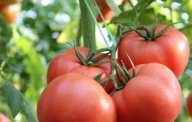番茄红素可以长期吃吗（番茄红素可以长期吃吗?有副作用吗?）