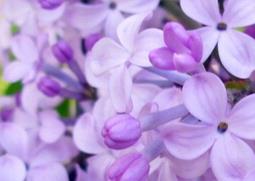 紫丁香花能泡水喝吗 紫丁花可以泡水喝吗