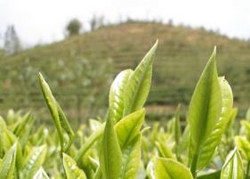 绿茶的美容功效与作用 绿茶的美容功效与作用是什么