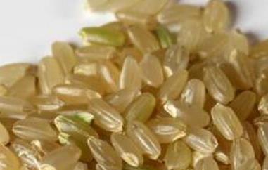 糙米芽的功效与作用 糙米芽的功效与作用及禁忌