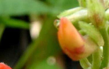 红花菜豆的功效与作用及食用方法（红花变豆菜的功效）