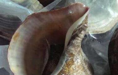 大海螺的功与作用 海螺的功效与作用及药用价值