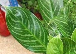 白雪公主的功效与作用（白雪公主的好处是啥）