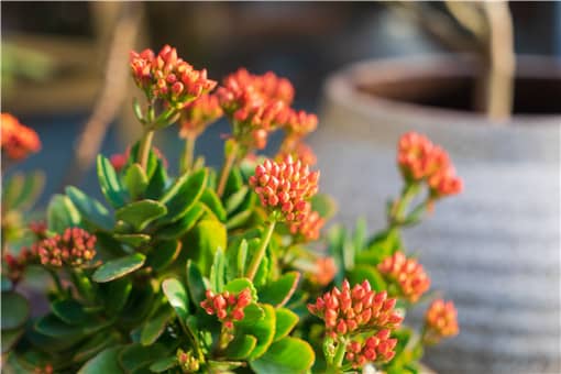 长寿海棠和长寿花是同一种吗 长寿花和海棠的区别