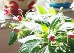 水季草花的养殖方法和注意事项（水季草花怎么养）
