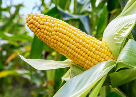 玉米种子什么品种好，玉米品种推荐 玉米品种的选择