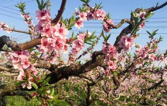 夏季桃树如何修剪，关键措施有哪些 夏季桃树的修剪方法