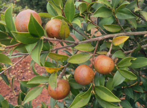 油茶苗怎样栽培，如何施肥除草 油茶苗栽培以后的施肥管理